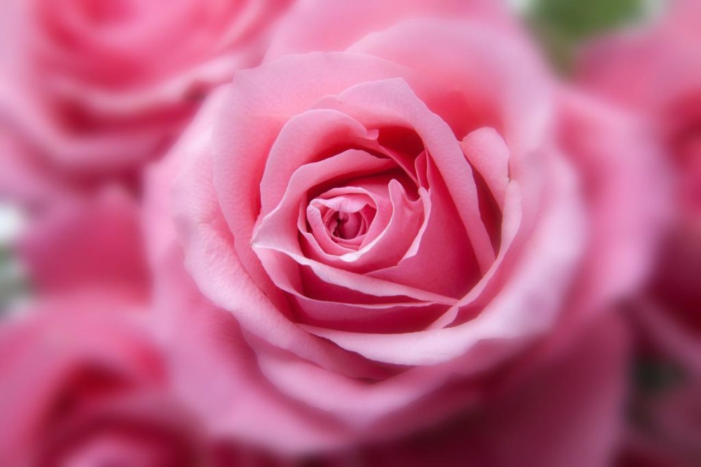 flower, roses, plant-194110.jpg